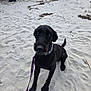dog, black_dog, sand, beach, leash, collar, pet, animal, outdoor, sitting, paw_prints, curious, canine, fur, snout, tail, daylight, nature, quiet, waiting