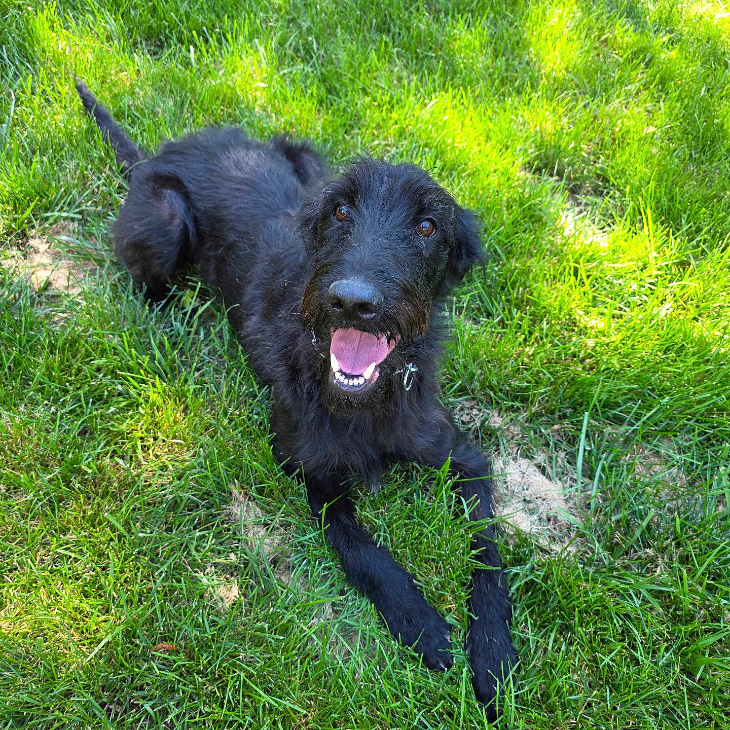 Dracko is registered to the contest to win money with this photo: animal, black_dog, canine, dog, friendly, fur, grass, greenery, happy, lying_down, nature, outdoor, pet, playful, relaxed, scruffy, smiling, summer, sunlight, tongue