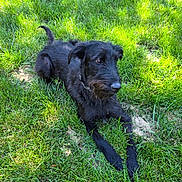Dracko is registered to the contest to win money with this photo: dog, black_dog, grass, outdoor, pet, canine, animal, nature, lawn, sunlight, fur, relaxed, lying_down, ears, collar, snout, paw, mammal, daytime, greenery
