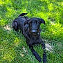 dog, black_dog, grass, outdoor, pet, animal, canine, laying_down, fur, nature, sunlight, greenery, grass_field, looking_at_camera, domestic_animal, mammal, relaxed, summer, daytime, ears
