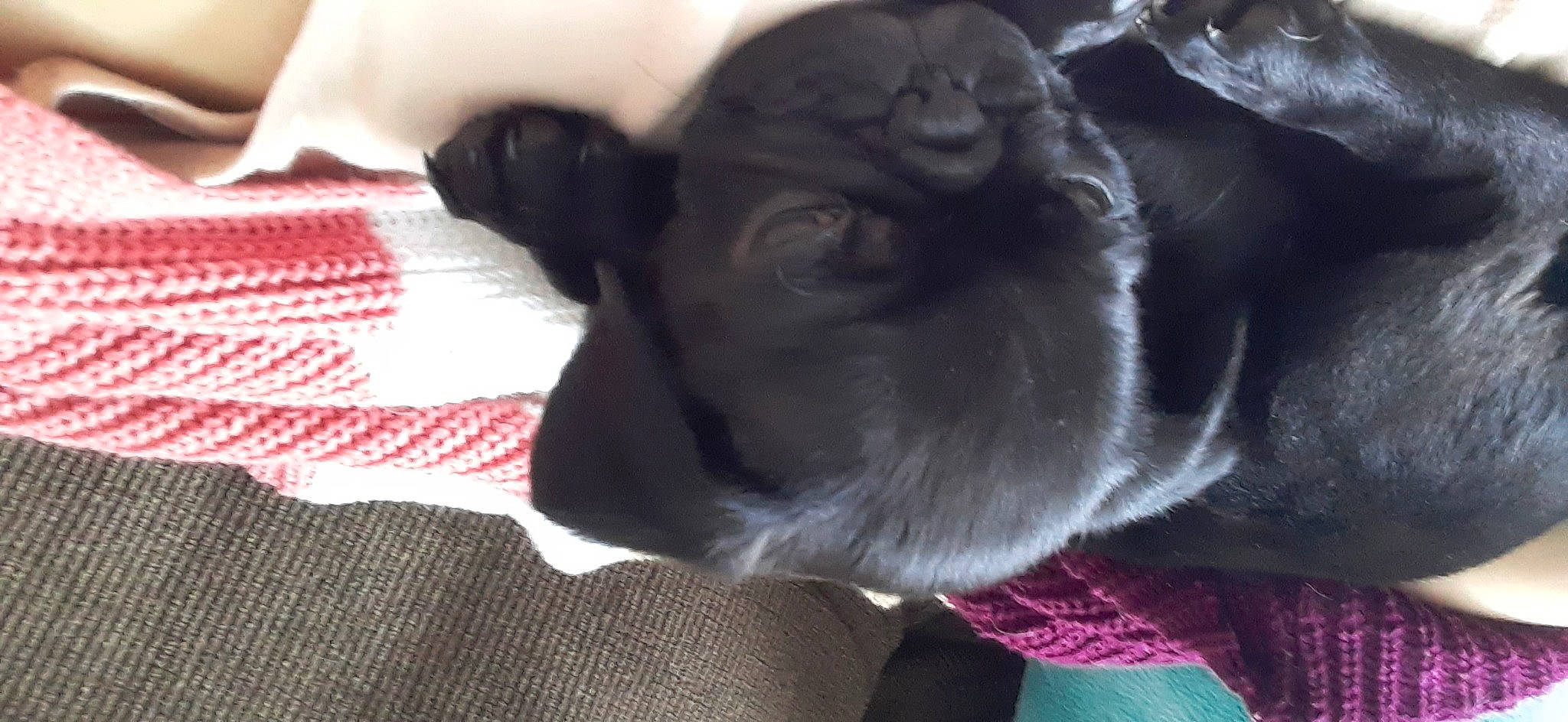 Dozer joined the competition — help win amazing prizes! carmine, carnivore, comfort, companion_dog, dog, dog_breed, ear, fawn, felidae, fur, grey, guard_dog, small_to_medium_sized_cats, snout, sporting_group, tail, toy_dog, whiskers, working_animal, wrinkle