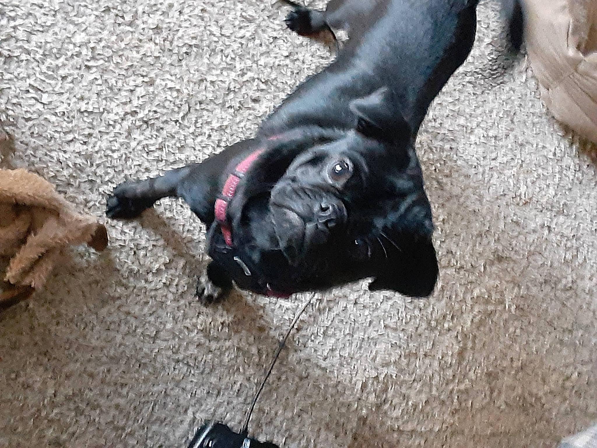 Scooter is registered to the contest to win money with this photo: borador, canidae, carnivore, comfort, companion_dog, dog, dog_breed, fawn, foot, fur, gesture, grey, guard_dog, paw, snout, sporting_group, tail, tree, whiskers, working_animal