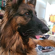 Ronda joined the competition — help win amazing prizes! dog, german_shepherd, pet, animal, close_up, fur, indoors, tongue, side_profile, brown, black, ears, face, eyes, nose, domestic, mammal, home, canine, portrait