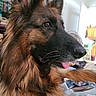 dog, german_shepherd, pet, animal, close_up, fur, indoors, tongue, side_profile, brown, black, ears, face, eyes, nose, domestic, mammal, home, canine, portrait