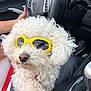 dog, white_dog, sunglasses, yellow_sunglasses, curly_fur, car_interior, steering_wheel, human_hand, seatbelt, casual, pet, cute, fluffy, companion, road_trip, sunny, relaxed, travel, leisure, car_seat