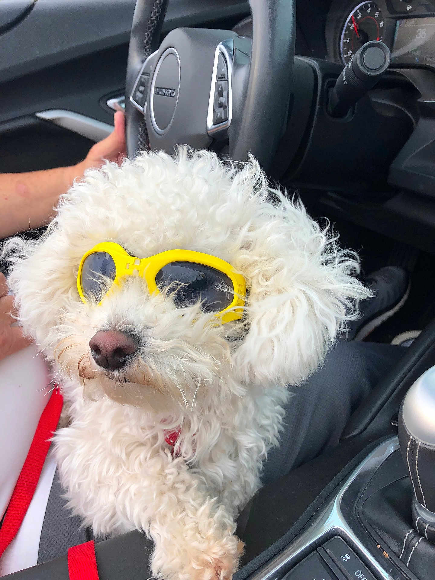 Quincy is registered to the contest to win money with this photo: dog, white_dog, sunglasses, yellow_sunglasses, curly_fur, car_interior, steering_wheel, human_hand, seatbelt, casual, pet, cute, fluffy, companion, road_trip, sunny, relaxed, travel, leisure, car_seat