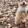 Evie joined the competition — help win amazing prizes! dog, puppy, curly_fur, happy, outdoor, leaves, autumn, playful, nature, ground, brown, tan, fur, cute, animal, pet, small_dog, joyful, walking, active