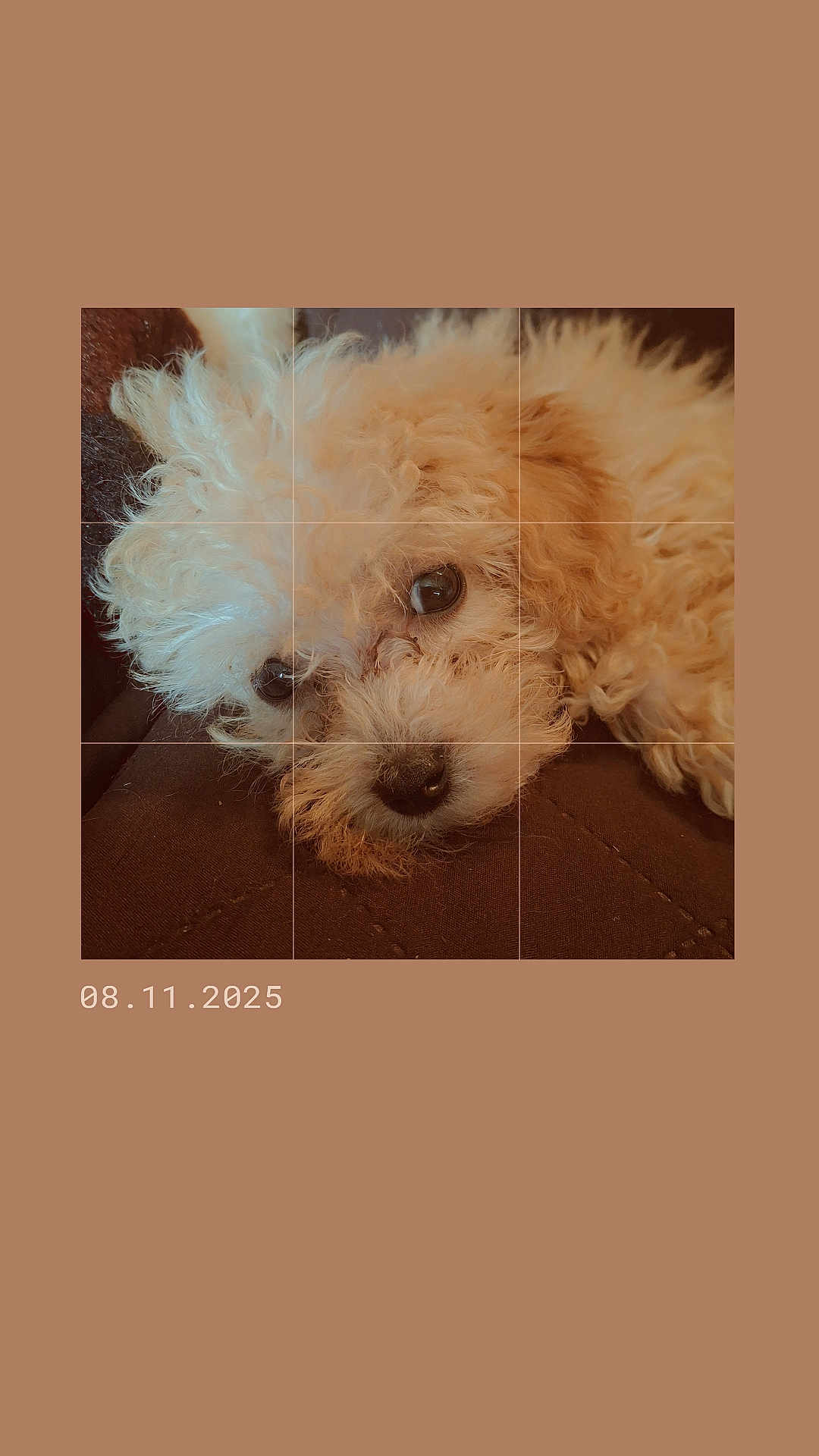 Evie is registered to the contest to win money with this photo: dog, curly_fur, pet, close_up, lying_down, cushion, brown, fluffy, cute, portrait, indoor, cozy, animal, face, resting, soft_light, nostalgic, warm_tone, small_dog, companion