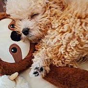 Evie is registered to the contest to win money with this photo: puppy, dog, sleeping, curly_fur, stuffed_animal, toy, cuddling, close_up, indoors, basket, cozy, resting, pet, animal, cute, fur, soft, relaxing, companion, nap