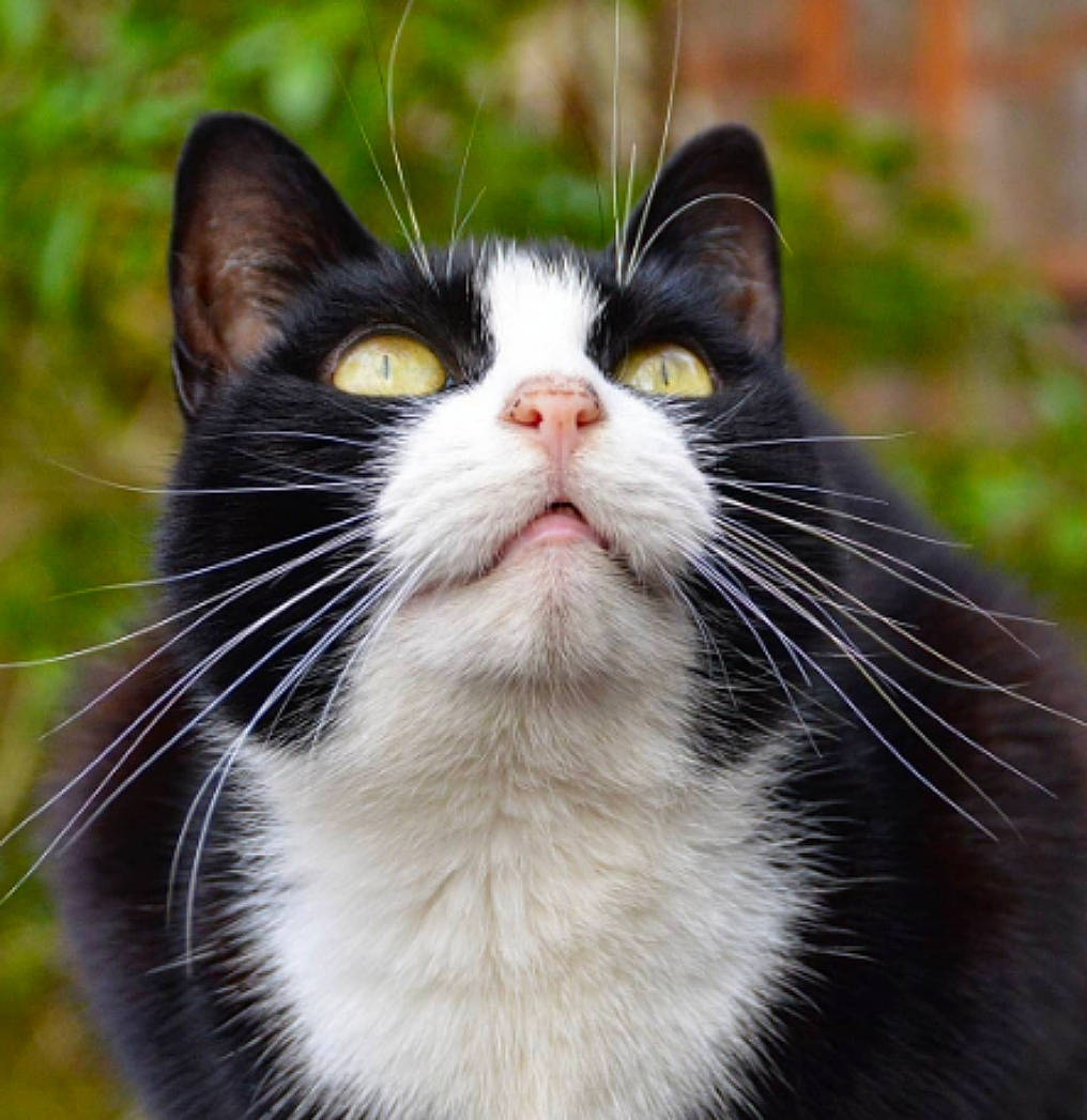 Laila joined the competition — help win amazing prizes! black_cat, carnivore, cat, domestic_short_haired_cat, eye, felidae, fur, grass, paw, plant, small_to_medium_sized_cats, snout, tail, terrestrial_animal, tree, whiskers