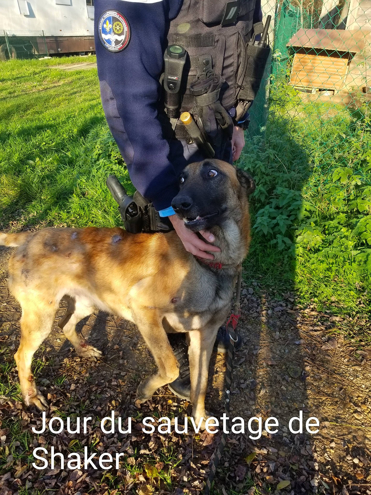 Shaker participe au concours pour gagner de l'argent avec cette photo : canidae, carnivore, collar, companion_dog, dog, dog_breed, dog_collar, fawn, grass, human_leg, leash, pet_supply, plant, snout, soil, sporting_group, tail, thigh, working_animal, working_dog