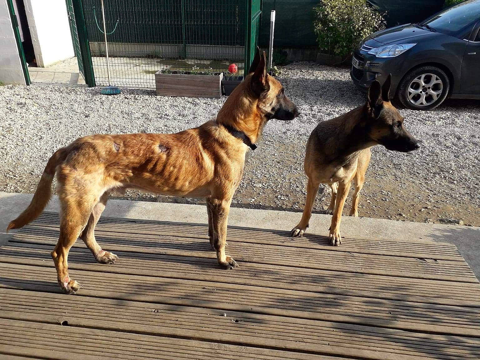 Shaker a rejoint le concours — aidez-le/la à gagner de superbes lots ! canidae, car, carnivore, dog, dog_breed, dog_supply, family_car, fawn, german_shepherd_dog, herding_dog, old_german_shepherd_dog, pet_supply, snout, sporting_group, tire, vehicle, wheel, window, wood, working_animal