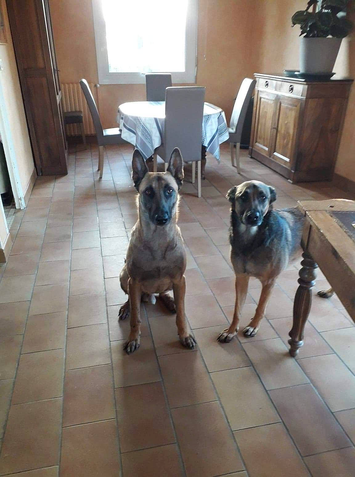 Shaker a rejoint le concours — aidez-le/la à gagner de superbes lots ! carnivore, chair, companion_dog, dog, dog_breed, door, fawn, floor, flooring, hardwood, house, houseplant, interior_design, mammal, table, toy_dog, vertebrate, window, wood, working_animal