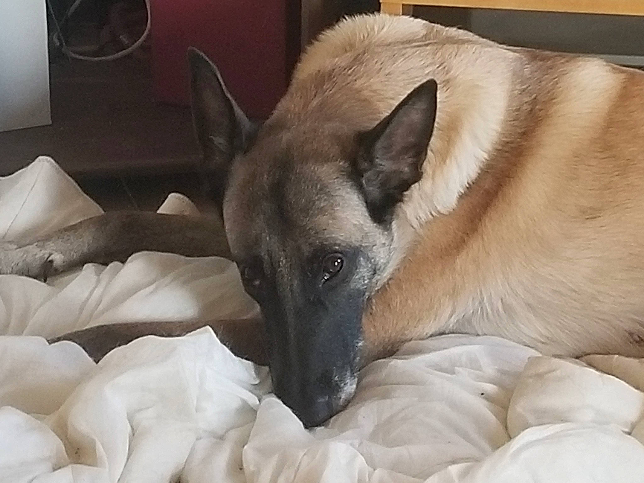 Canelle participe au concours pour gagner de l'argent avec cette photo : canidae, carnivore, comfort, companion_dog, dog, dog_breed, fawn, felidae, fur, nap, non_sporting_group, sleep, small_to_medium_sized_cats, snout, sporting_group, tail, terrestrial_animal, thai, whiskers, working_animal