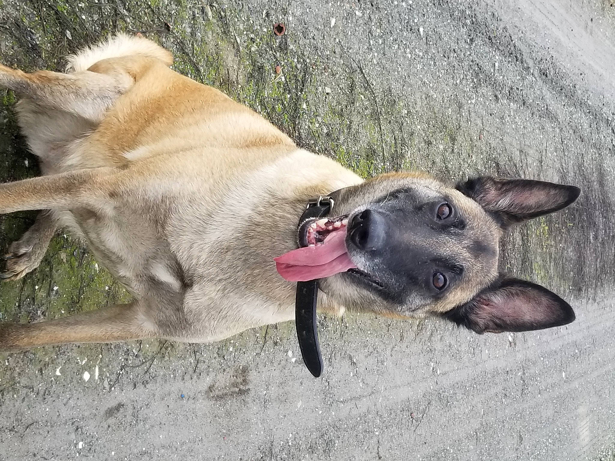 Canelle a rejoint le concours — aidez-le/la à gagner de superbes lots ! biting, canidae, carnivore, collar, companion_dog, dog, dog_breed, dog_collar, dog_supply, fang, fawn, jaw, non_sporting_group, paw, pet_supply, snout, sporting_group, tail, terrestrial_animal, working_animal