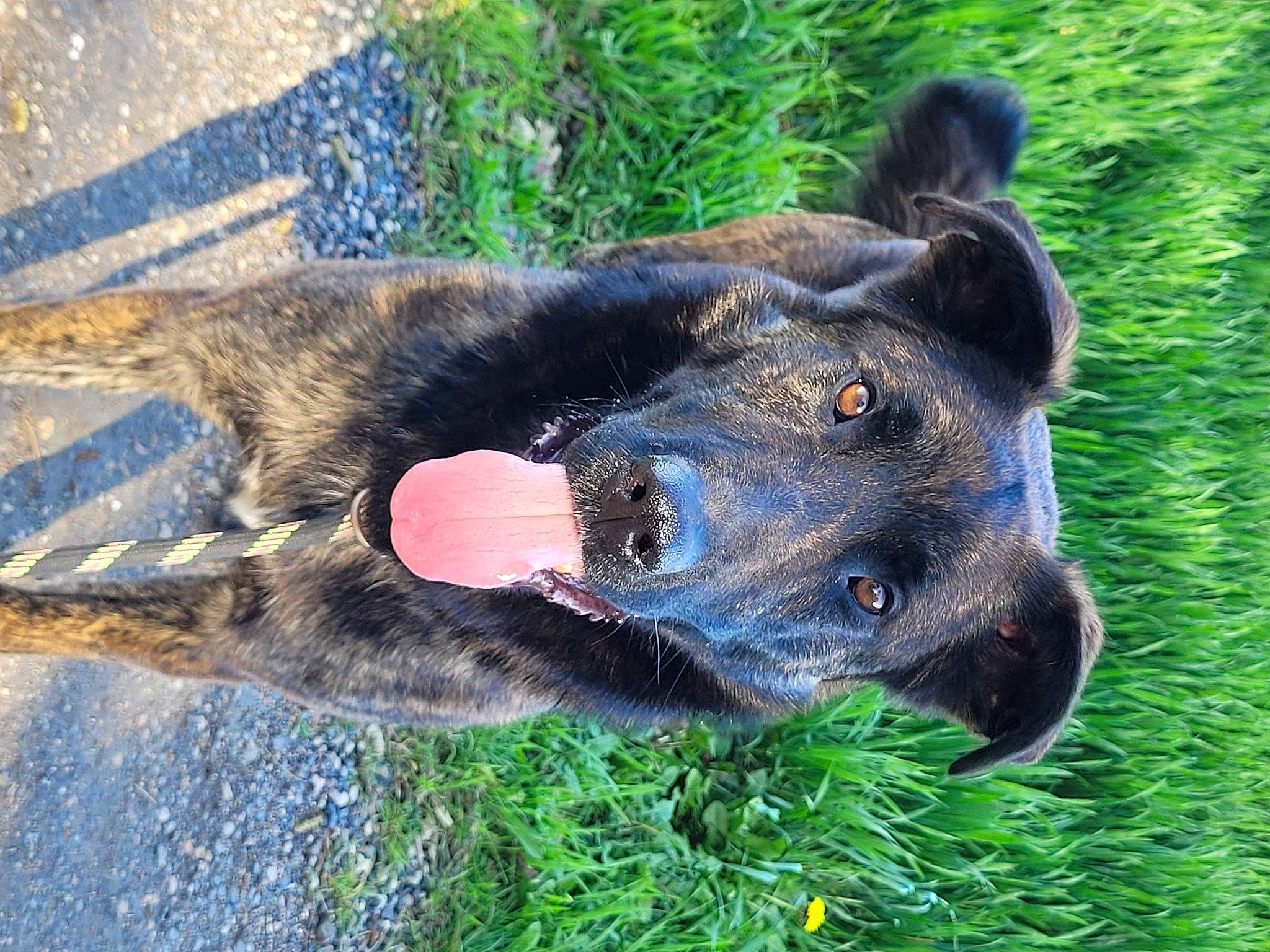 Copain participe au concours pour gagner de l'argent avec cette photo : canidae, carnivore, collar, companion_dog, dog, dog_breed, dog_collar, electric_blue, german_shepherd_dog, grass, guard_dog, herding_dog, old_german_shepherd_dog, plant, sporting_group, tail, water, whiskers, working_animal, working_dog