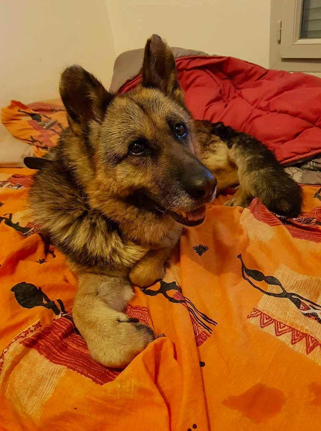 Mamie Dulka a rejoint le concours — aidez-le/la à gagner de superbes lots ! canidae, canis, carnivore, comfort, companion_dog, dog, dog_breed, door, fawn, fur, german_shepherd_dog, herding_dog, king_shepherd, old_german_shepherd_dog, picture_frame, snout, sporting_group, terrestrial_animal, window, working_dog