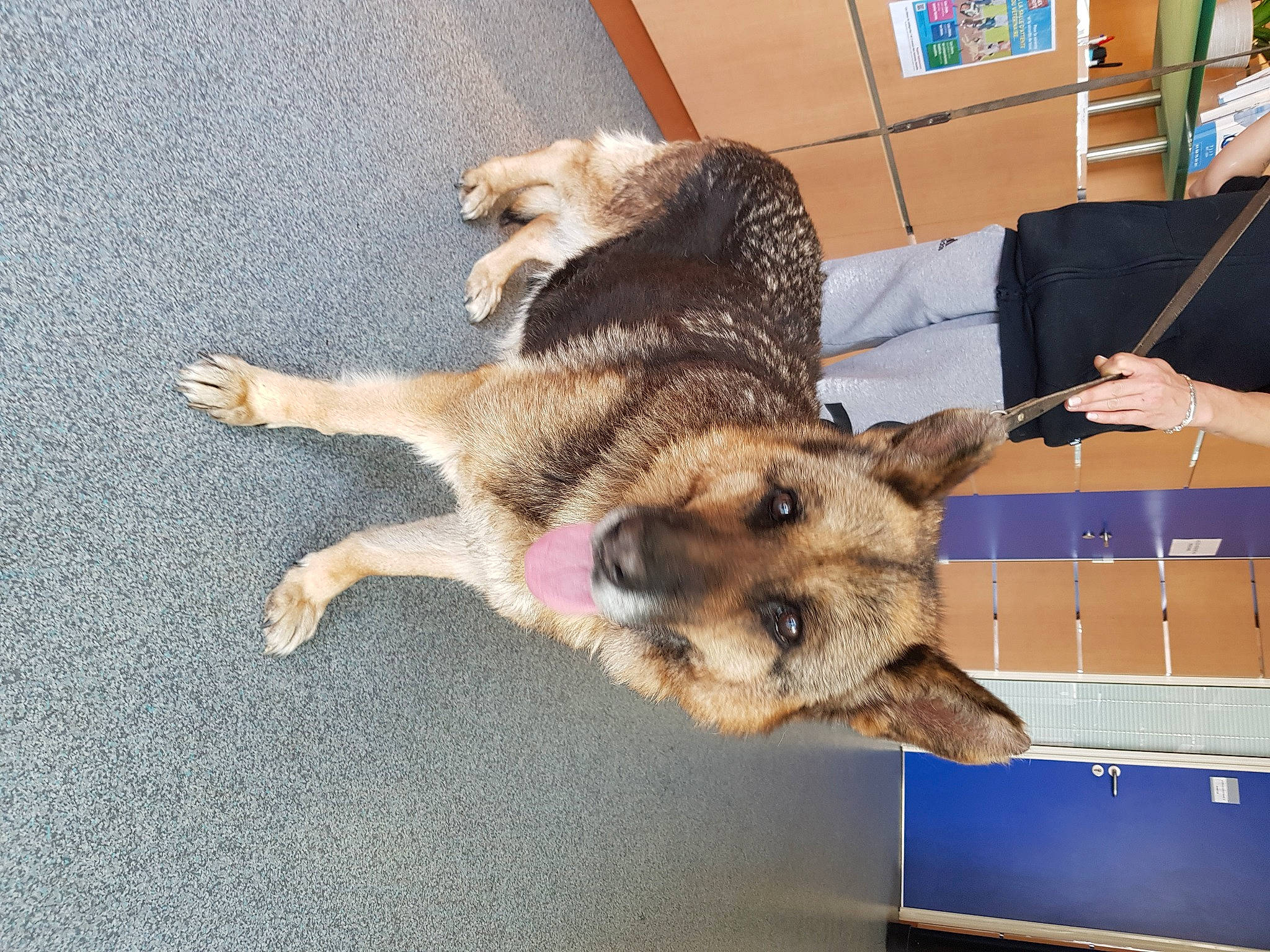 Mamie Dulka a rejoint le concours — aidez-le/la à gagner de superbes lots ! bookcase, canidae, canis, carnivore, companion_dog, dog, dog_breed, east_european_shepherd, fawn, flooring, fur, german_shepherd_dog, herding_dog, king_shepherd, old_german_shepherd_dog, shelf, snout, sporting_group, terrestrial_animal, working_animal