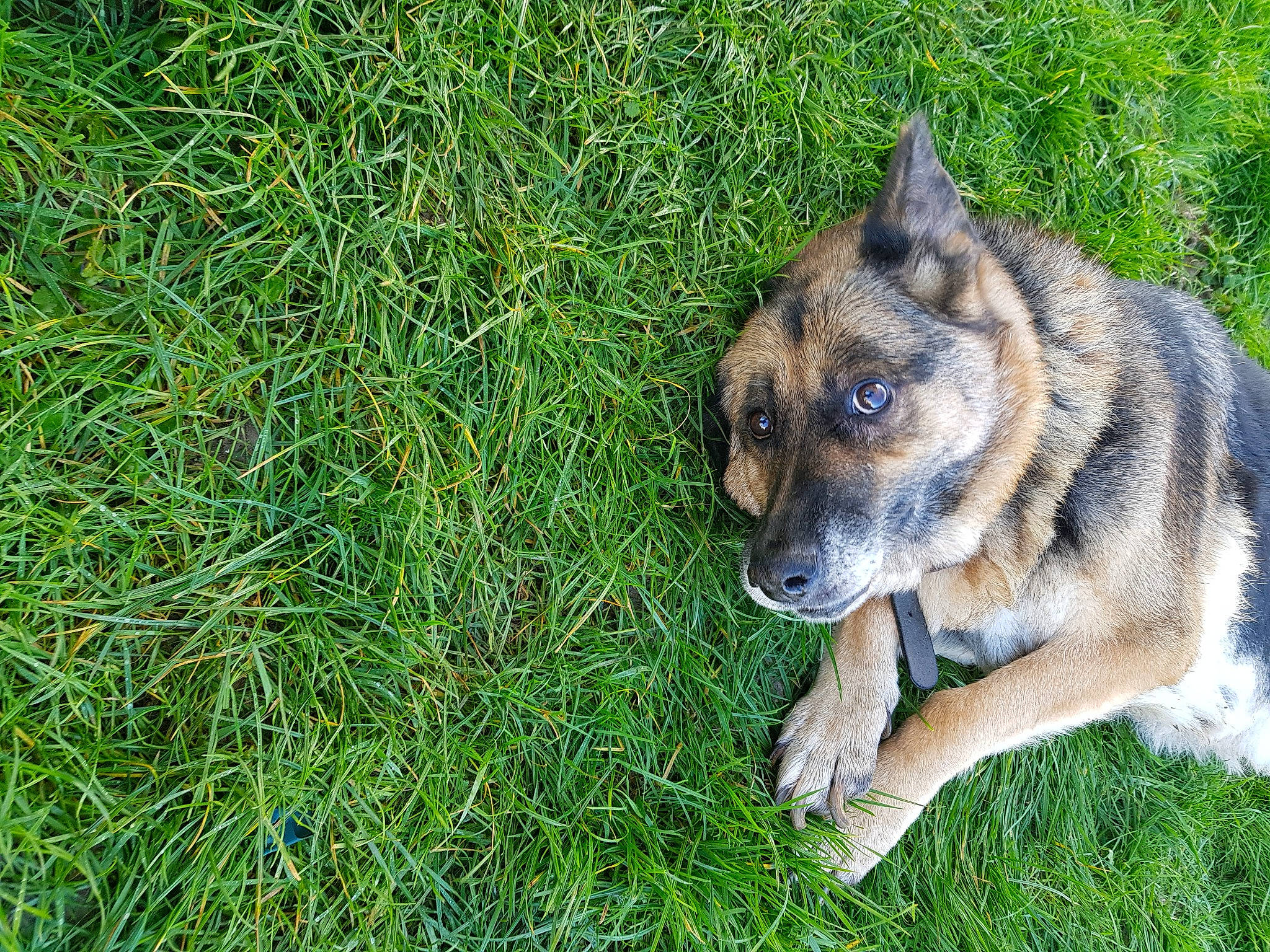 Mamie Dulka a rejoint le concours — aidez-le/la à gagner de superbes lots ! ancient_dog_breeds, canidae, carnivore, companion_dog, dog, dog_breed, fawn, fur, german_shepherd_dog, grass, groundcover, herding_dog, livestock_guardian_dog, plant, snout, sporting_group, terrestrial_animal, whiskers, working_animal, working_dog