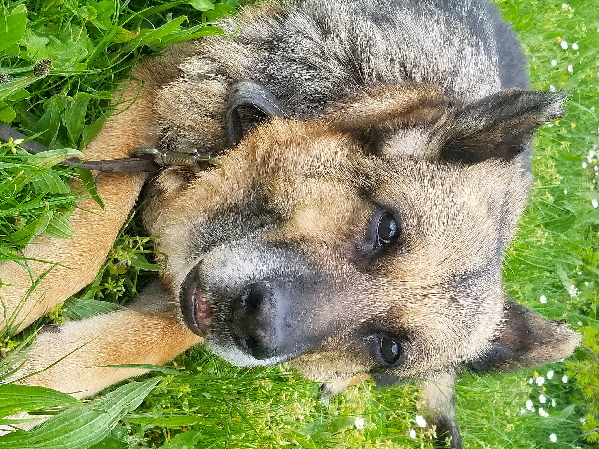 Mamie Dulka a rejoint le concours — aidez-le/la à gagner de superbes lots ! canidae, canis, carnivore, dog, dog_breed, fawn, fur, grass, groundcover, plant, terrestrial_animal, whiskers, wildlife, wolf, zoo