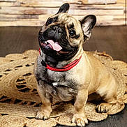 Aldo participe au concours pour gagner de l'argent avec cette photo : animal, brown, canine, collar, companion, cute, dog, domestic_animal, french_bulldog, friendly, happy, head_tilt, indoor, pet, portrait, rug, small_dog, smiling, tongue_out, wood_floor