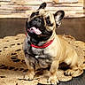 animal, brown, canine, collar, companion, cute, dog, domestic_animal, french_bulldog, friendly, happy, head_tilt, indoor, pet, portrait, rug, small_dog, smiling, tongue_out, wood_floor