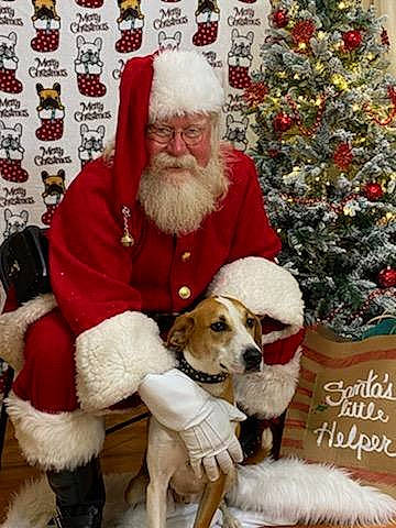 K'Nish joined the competition — help win amazing prizes! beard, carnivore, christmas, christmas_decoration, christmas_ornament, christmas_tree, companion_dog, dog, dog_breed, event, facial_hair, fawn, hat, holiday, lap, ornament, plant, santa_claus, smile, tree