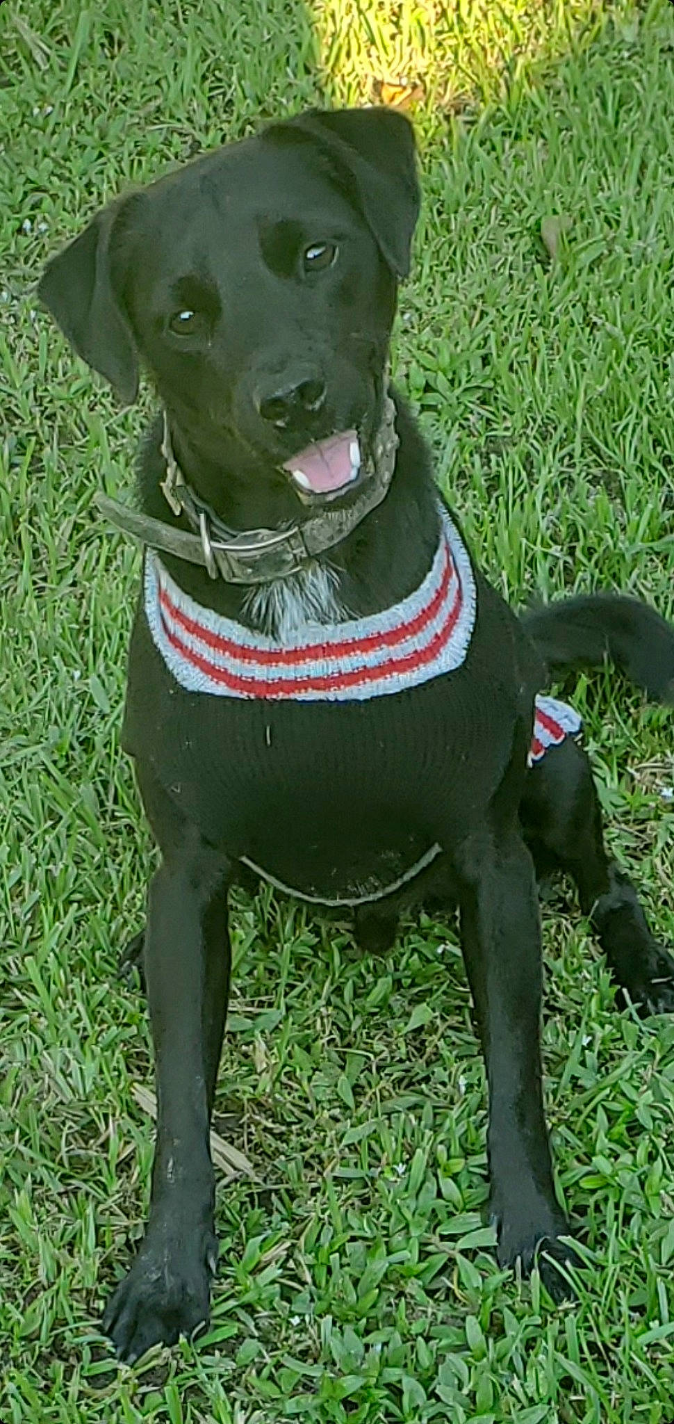 Tazer joined the competition — help win amazing prizes! borador, canidae, carnivore, collar, companion_dog, dog, dog_breed, dog_clothes, dog_collar, dog_supply, fawn, grass, leash, liver, personal_protective_equipment, pet_supply, snout, sporting_group, whiskers, working_animal