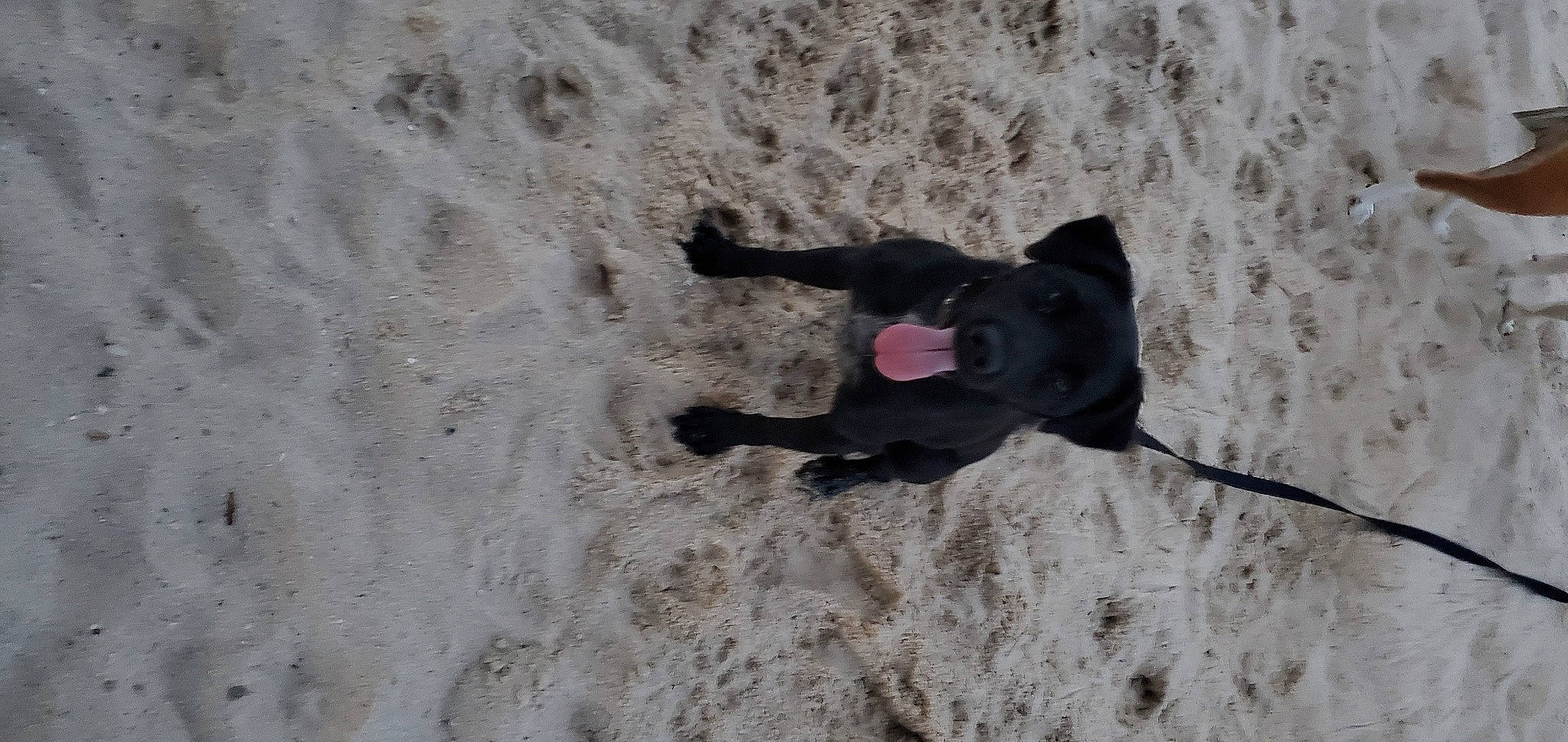 Tazer is registered to the contest to win money with this photo: beach, carmine, carnivore, dog, dog_breed, felidae, fur, non_sporting_group, recreation, sand, shadow, small_to_medium_sized_cats, soil, sporting_group, tail, winter