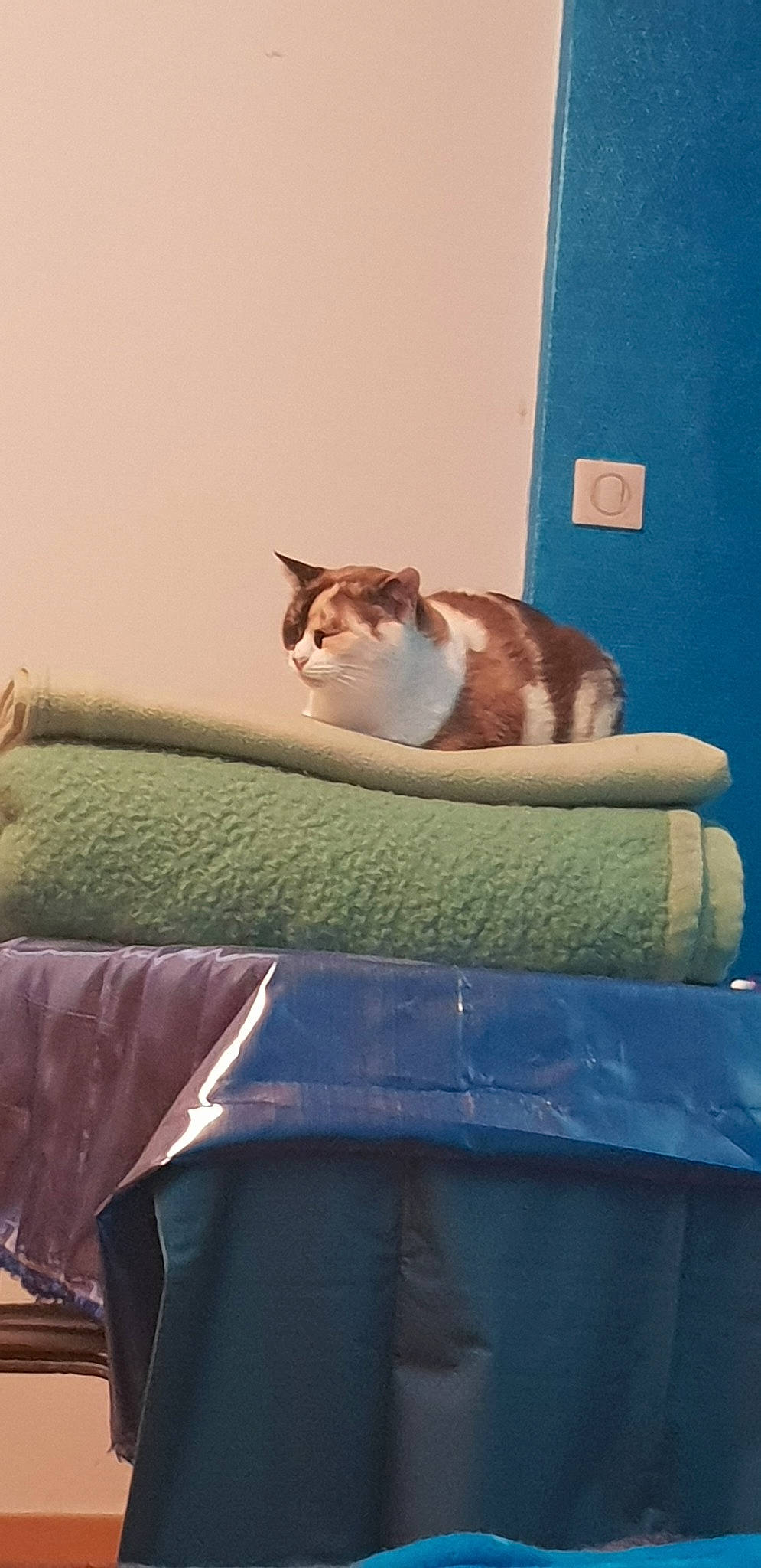 Missy participe au concours pour gagner de l'argent avec cette photo : aegean_cat, carnivore, cat, couch, domestic_short_haired_cat, felidae, furniture, small_to_medium_sized_cats, tail, whiskers, window