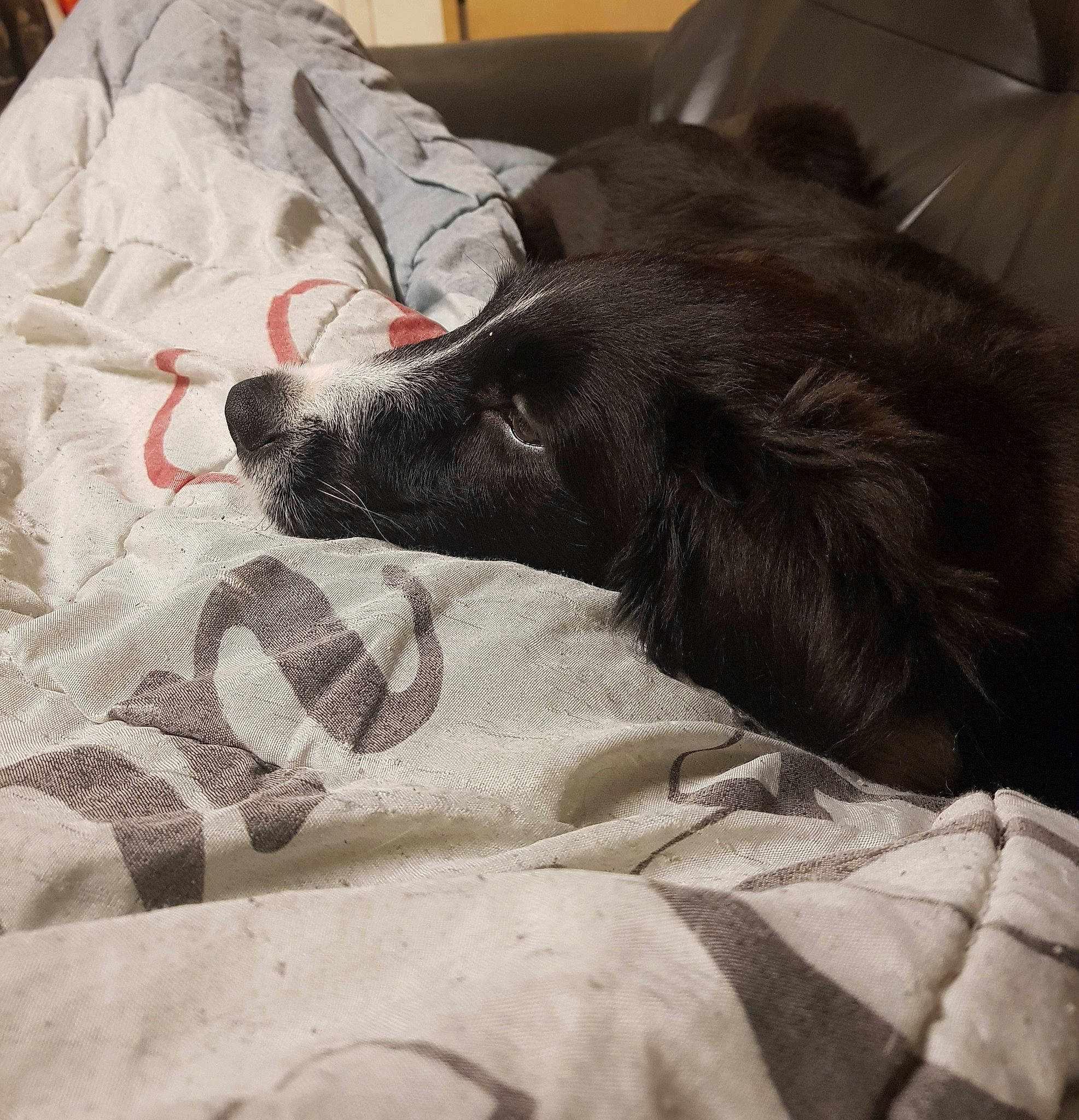 Happy participe au concours pour gagner de l'argent avec cette photo : bed, borzoi, canidae, carnivore, comfort, companion_dog, dog, dog_breed, english_springer_spaniel, flat_coated_retriever, fur, linens, lurcher, nap, saluki, scottish_deerhound, silken_windhound, sleep, snout, sporting_group