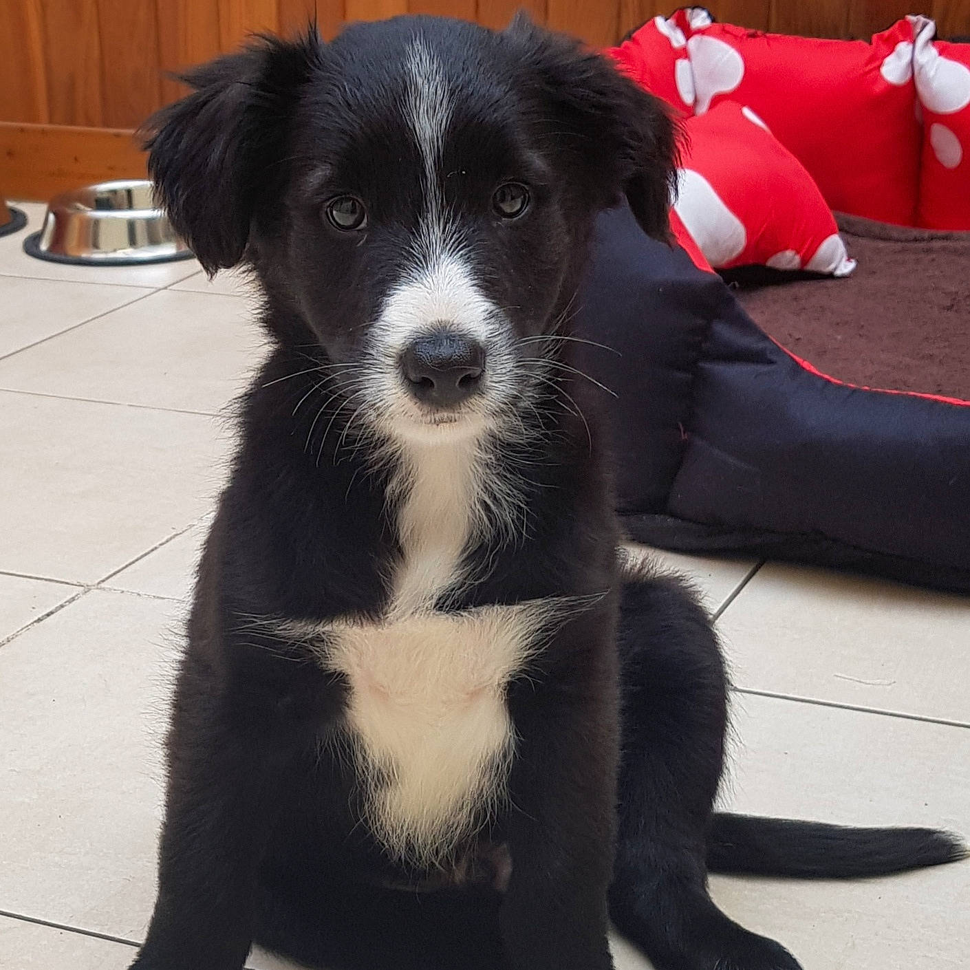 Happy participe au concours pour gagner de l'argent avec cette photo : australian_collie, borador, border_collie, canidae, carnivore, companion_dog, dog, dog_breed, herding_dog, karelian_bear_dog, mammal, mcnab, puppy, rare_breed_dog, snout, sporting_group, stabyhoun, vertebrate, welsh_sheepdog, working_dog