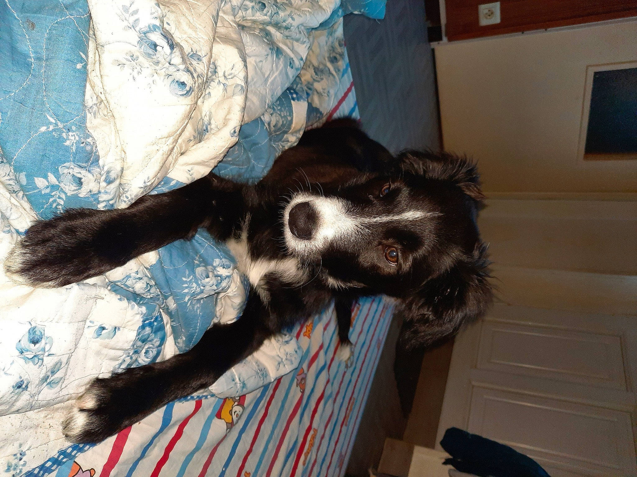 Happy participe au concours pour gagner de l'argent avec cette photo : border_collie, canidae, carnivore, companion_dog, dog, dog_breed, fur, living_room, paw, snout, sporting_group, vertebrate, working_animal, working_dog