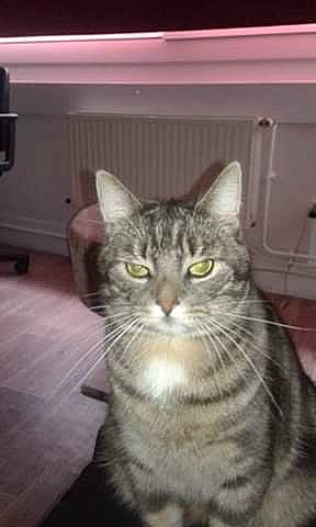 Yoda a rejoint le concours — aidez-le/la à gagner de superbes lots ! carnivore, cat, domestic_short_haired_cat, door, felidae, fur, small_to_medium_sized_cats, snout, terrestrial_animal, whiskers