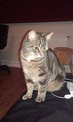 Yoda participe au concours pour gagner de l'argent avec cette photo : carnivore, cat, darkness, domestic_short_haired_cat, felidae, flooring, fur, hardwood, paw, small_to_medium_sized_cats, tail, whiskers, wood