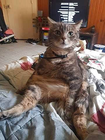 Yoda a rejoint le concours — aidez-le/la à gagner de superbes lots ! canidae, carnivore, cat, chair, claw, comfort, domestic_short_haired_cat, fawn, felidae, fur, paw, small_to_medium_sized_cats, snout, tail, terrestrial_animal, whiskers