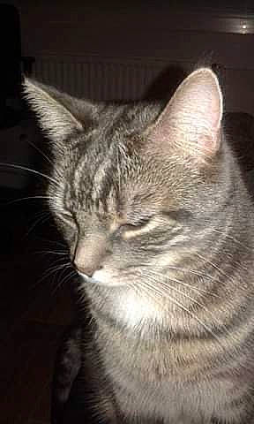 Yoda participe au concours pour gagner de l'argent avec cette photo : carnivore, cat, darkness, domestic_short_haired_cat, felidae, fur, small_to_medium_sized_cats, snout, terrestrial_animal, whiskers, wildlife, window