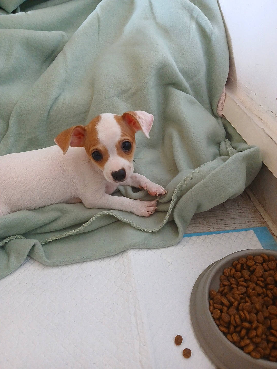 Laydy a rejoint le concours — aidez-le/la à gagner de superbes lots ! carnivore, coffee, comfort, companion_dog, dog, dog_breed, dog_food, dog_supply, fawn, food, ingredient, java_coffee, kapeng_barako, pet_food, produce, seed, single_origin_coffee, superfood, tableware, toy_dog