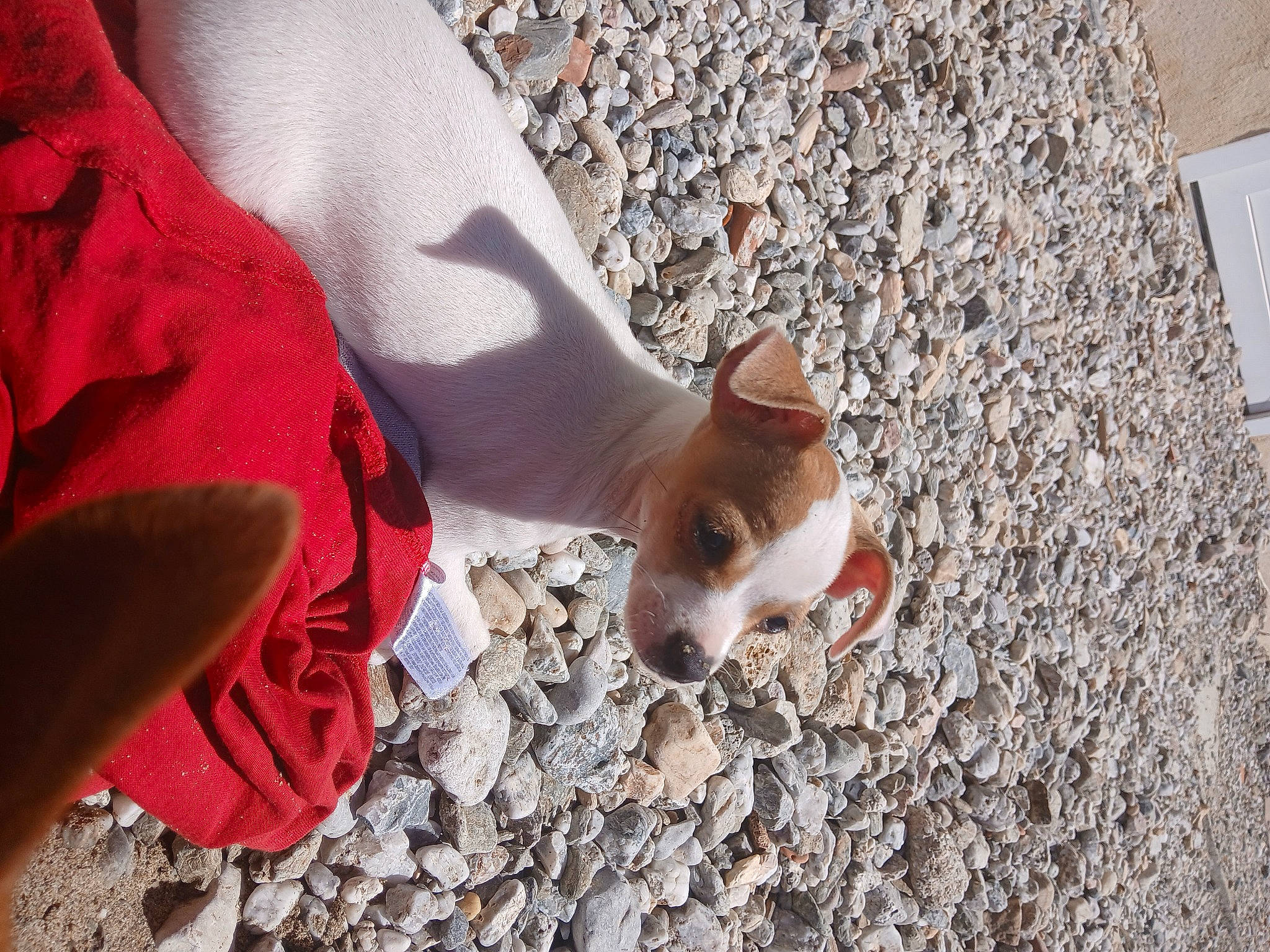 Laydy participe au concours pour gagner de l'argent avec cette photo : canidae, carmine, carnivore, companion_dog, dog, dog_breed, fawn, foot, fur, human_leg, road_surface, shadow, sidewalk, snout, soil, sporting_group, tail, toy_dog, whiskers, wood