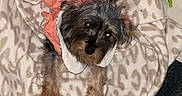 Princess Layla joined the competition — help win amazing prizes! animal, blanket, carpet, colorful_toys, cozy, cute, dog, fur, indoor, orange_jacket, patterned_blanket, pet, playpen, relaxed, resting, scruffy, small_dog, soft, toy, yellow_plush