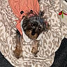dog, blanket, orange_jacket, toy, yellow_plush, carpet, playpen, pet, indoor, small_dog, fur, cute, cozy, resting, animal, soft, patterned_blanket, colorful_toys, scruffy, relaxed
