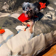 Princess Layla is registered to the contest to win money with this photo: dog, red_cape, blanket, wolf_print, toy, indoor, wood_floor, cozy, pet, small_dog, animal, playful, fur, tongue_out, relaxed, home, comfort, cute, cape, timestamp