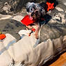dog, red_cape, blanket, wolf_print, toy, indoor, wood_floor, cozy, pet, small_dog, animal, playful, fur, tongue_out, relaxed, home, comfort, cute, cape, timestamp