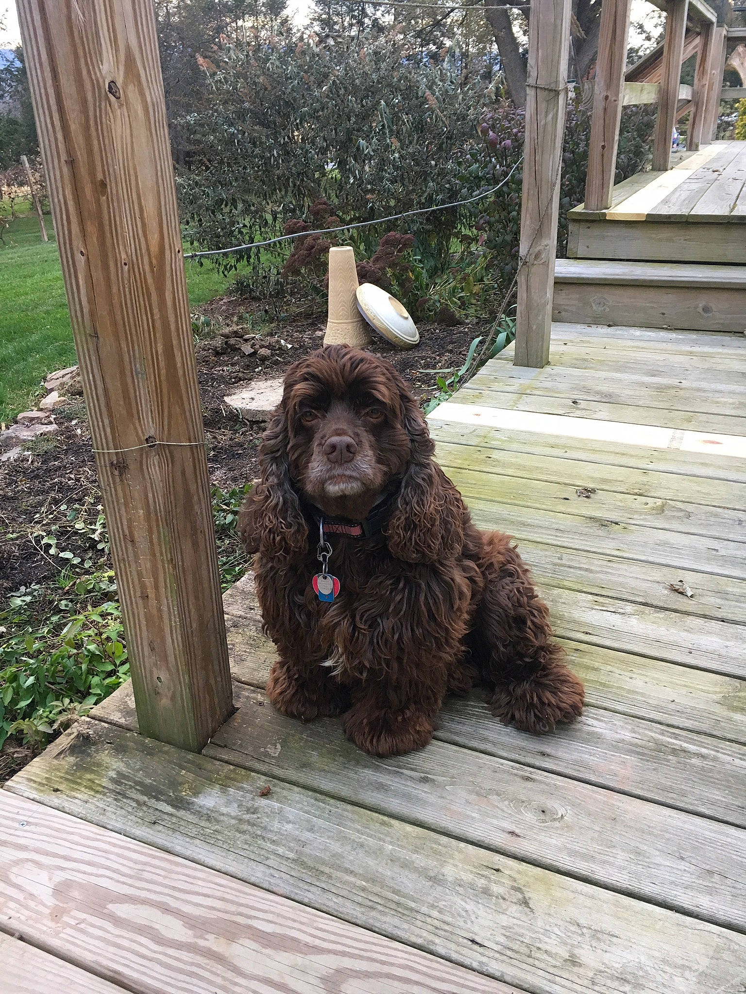 Maggie is registered to the contest to win money with this photo: canidae, carnivore, companion_dog, dog, dog_breed, fawn, flooring, fur, gun_dog, hardwood, liver, murray_river_curly_coated_retriever, plant, poodle, spaniel, sporting_group, tree, water_dog, wood, working_animal