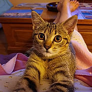 Canelle a rejoint le concours — aidez-le/la à gagner de superbes lots ! kitten, tabby, cat, pet, animal, closeup, indoors, cozy, blanket, furniture, wood, relaxed, paws, curious, young, cute, whiskers, eyes, home, comfort