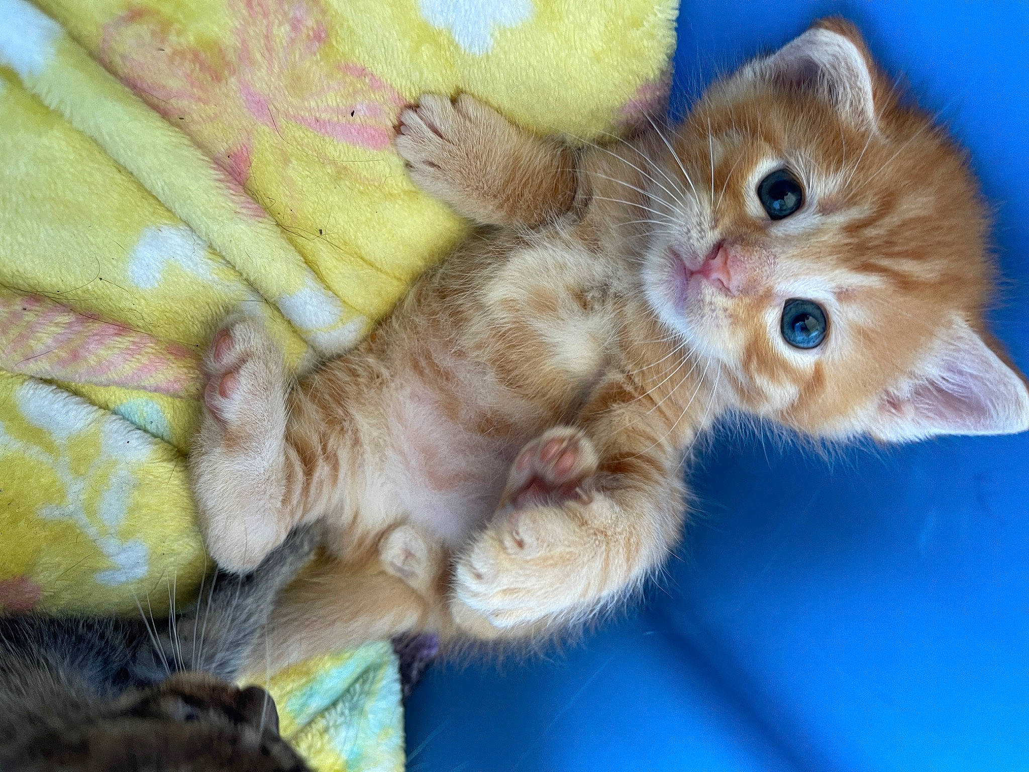 Garfield is registered to the contest to win money with this photo: carnivore, cat, claw, domestic_short_haired_cat, ear, fawn, felidae, fur, gesture, paw, plant, small_to_medium_sized_cats, snout, tail, whiskers