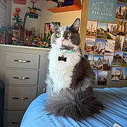 Asher joined the competition — help win amazing prizes! cat, gray_cat, white_cat, fluffy_cat, yellow_eyes, collar, pet_tag, bed, blue_bedspread, indoor, room, poster, picasso, photographs, shelf, plants, decor, furniture, domestic_cat, pet