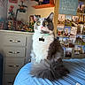 cat, gray_cat, white_cat, fluffy_cat, yellow_eyes, collar, pet_tag, bed, blue_bedspread, indoor, room, poster, picasso, photographs, shelf, plants, decor, furniture, domestic_cat, pet