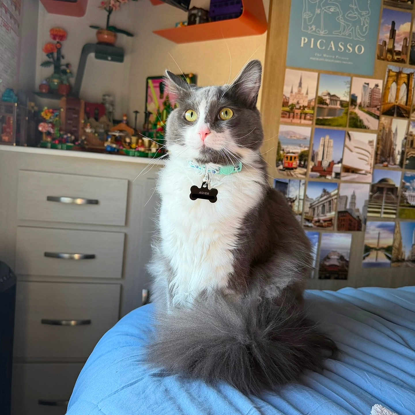 Asher joined the competition — help win amazing prizes! cat, gray_cat, white_cat, fluffy_cat, yellow_eyes, collar, pet_tag, bed, blue_bedspread, indoor, room, poster, picasso, photographs, shelf, plants, decor, furniture, domestic_cat, pet