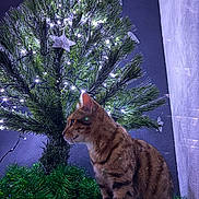 Minette participe au concours pour gagner de l'argent avec cette photo : cat, tabby_cat, christmas_tree, lights, ornaments, star, greenery, holiday, festive, indoor, decorations, curious, pet, feline, animal, wall, night, closeup, profile, domestic_cat